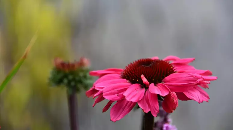 GrueneKugel_Echinaceae.JPG