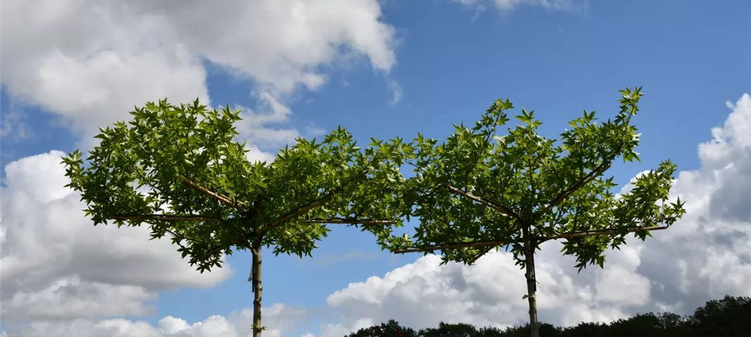 GrueneKugel_Liquidambar_styraciflua_Dachspalier.jpg