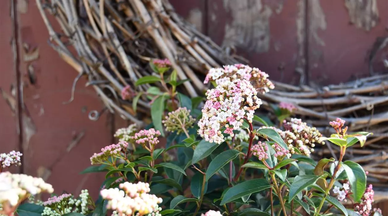 GrueneKugel_Michels_Viburnum_tinus_EvePrice.JPG