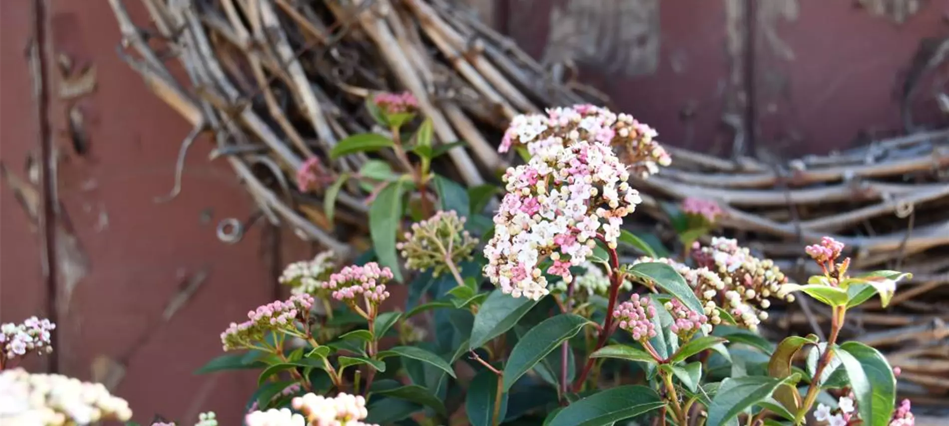 GrueneKugel_Michels_Viburnum_tinus_EvePrice.JPG