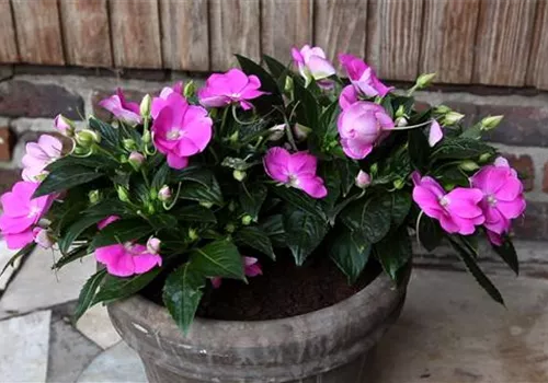 Edellieschen - Einpflanzen in ein Gefäß (1).jpg