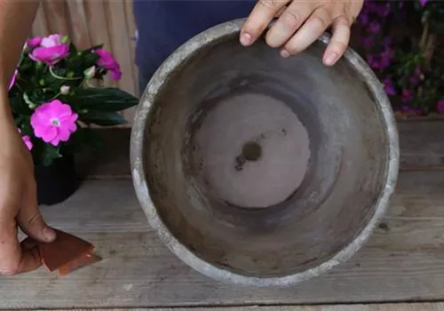 Edellieschen - Einpflanzen in ein Gefäß (2).jpg