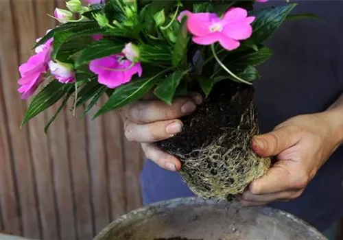 Edellieschen - Einpflanzen in ein Gefäß (3).jpg