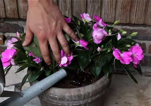 Edellieschen - Einpflanzen in ein Gefäß (5).jpg