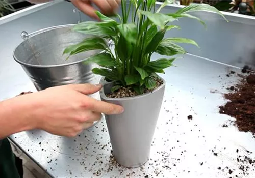 Einblatt - Einpflanzen in ein Gefäß (4).jpg