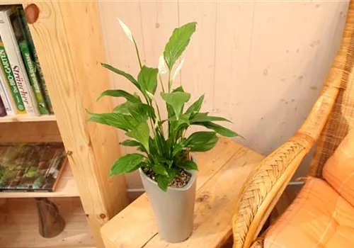 Einblatt - Einpflanzen in ein Gefäß (1).jpg