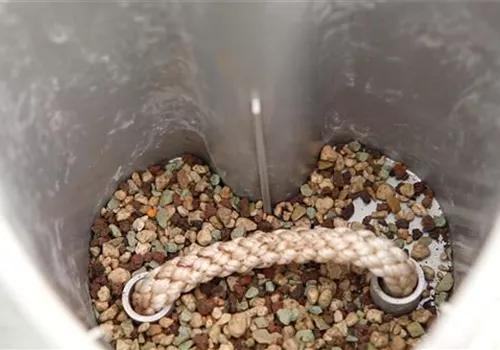 Einblatt - Einpflanzen in ein Gefäß (3).jpg