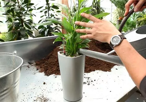 Einblatt - Einpflanzen in ein Gefäß (6).jpg