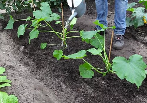 Zucchini - Einpflanzen im Gemüsebeet (thumbnail).jpg