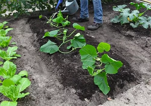 Kürbis - Einpflanzen im Gemüsebeet (thumbnail).jpg