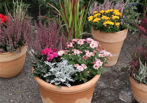 Blumenkübel - Bepflanzung für den Herbst (Anleitung - 7).jpg
