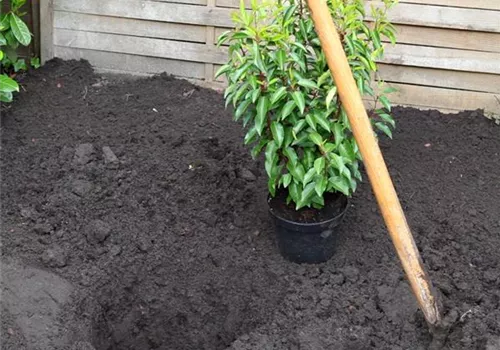 Portugiesischer Kirschlorbeer - Einpflanzen im Garten (2).jpg