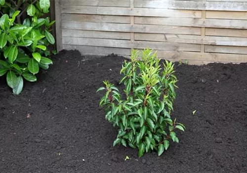 Portugiesischer Kirschlorbeer - Einpflanzen im Garten (1).jpg