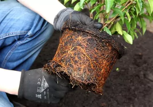 Portugiesischer Kirschlorbeer - Einpflanzen im Garten (3).jpg