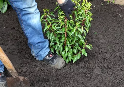 Portugiesischer Kirschlorbeer - Einpflanzen im Garten (4).jpg