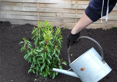 Portugiesischer Kirschlorbeer - Einpflanzen im Garten (5).jpg