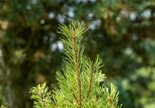 GS670730.jpg