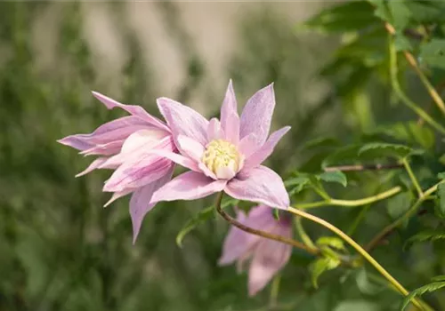 GS659075.jpg