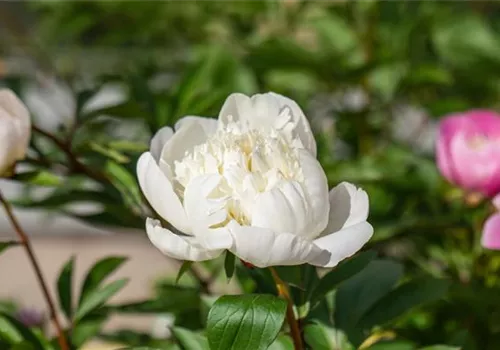 GS714652.jpg